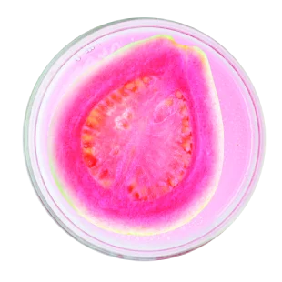 ΣΕΙΡΑ GUAVA